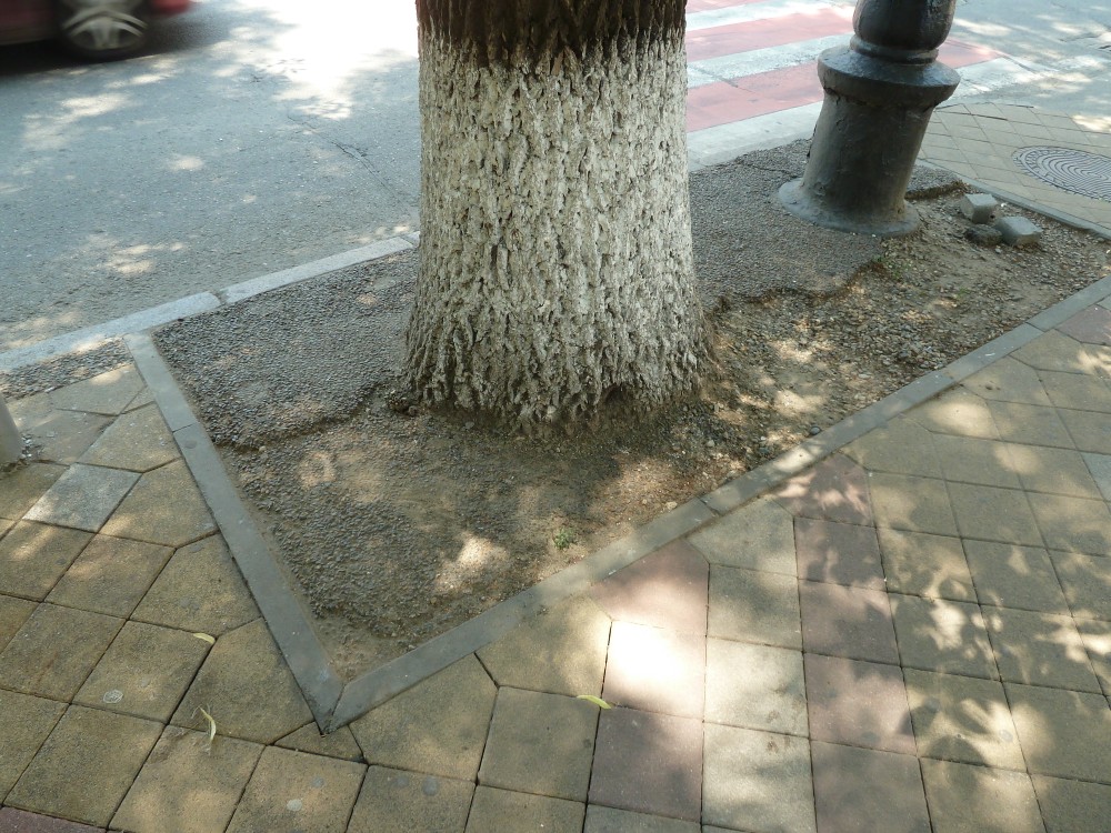 Дерево